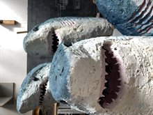sharkhead_rudolf_valster.jpg