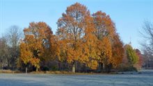 amsterdam_iepen_oosterpark_2022.jpg