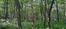 bosplantsoen bomen